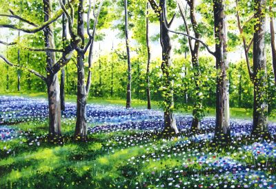 Bluebell Woods