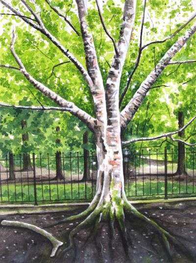Tree at Haigh Hall